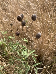 Ratibida columnifera