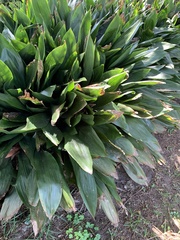 Aspidistra