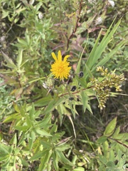 Crepidinae