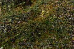 Equisetum scirpoides