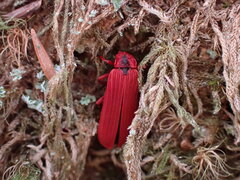 Dictyoptera simplicipes