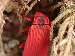 Dictyoptera simplicipes