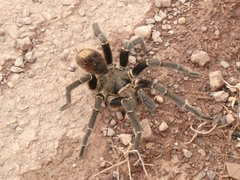 Acanthoscurria