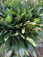 Aspidistra