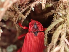 Dictyoptera simplicipes