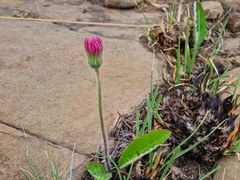 Gerbera viridifolia