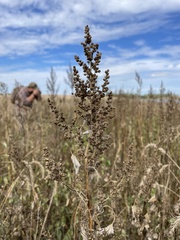Cyclachaena xanthiifolia