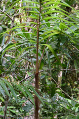 Calamus australis