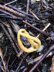 Pseudocolus fusiformis