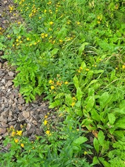 Hieracium umbellatum