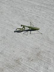 Tenodera sinensis