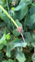 Schoenoplectus americanus