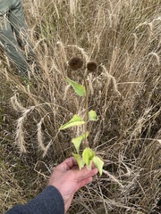 Helianthus pauciflorus