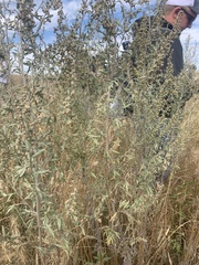 Artemisia absinthium