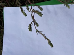 Myriophyllum sibiricum