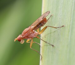 Tetanocera