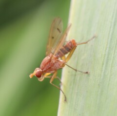 Tetanocera