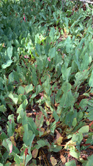 Anemopsis californica
