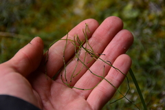 Equisetum scirpoides