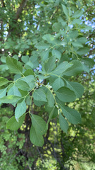 Fraxinus velutina
