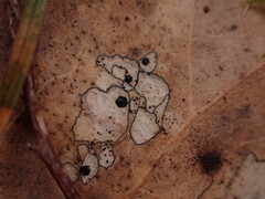 Coccomyces dentatus