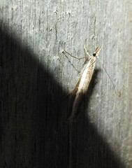 Orocrambus vittellus