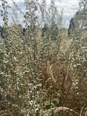Artemisia absinthium
