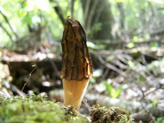 Morchella
