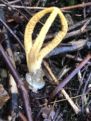 Pseudocolus fusiformis