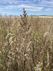 Cyclachaena xanthiifolia