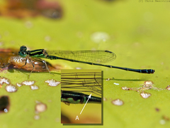 Austroagrion