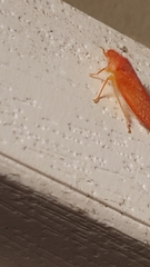 Gyponana gladia
