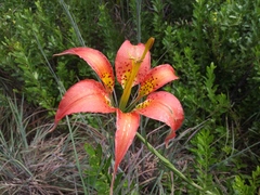Lilium catesbaei