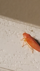 Gyponana gladia