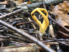 Pseudocolus fusiformis