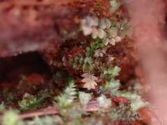 Calypogeia