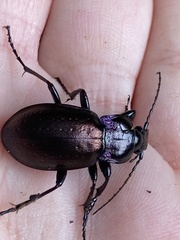 Carabus nemoralis