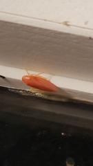 Gyponana gladia