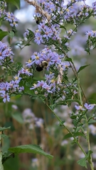 Bombus impatiens
