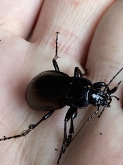 Carabus nemoralis