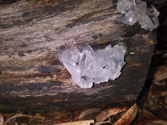Tremella