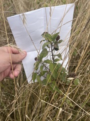 Monarda fistulosa