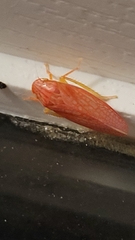 Gyponana gladia