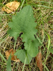 Arnoglossum atriplicifolium