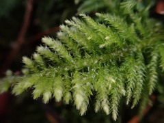 Kindbergia oregana
