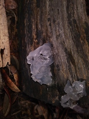 Tremella