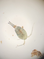 Cyclopidae
