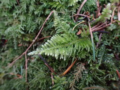 Kindbergia oregana