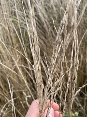 Thinopyrum obtusiflorum