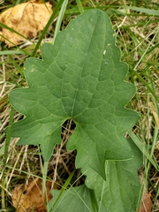 Arnoglossum atriplicifolium